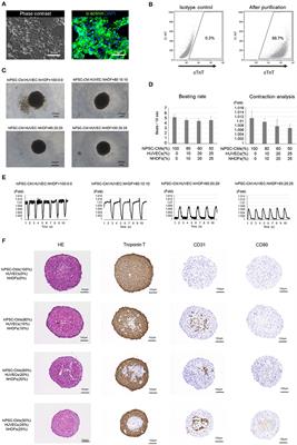 Scaffold-Free Tubular Engineered Heart Tissue From Human Induced Pluripotent Stem Cells Using Bio-3D Printing Technology in vivo